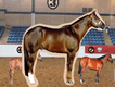 Horse Judging